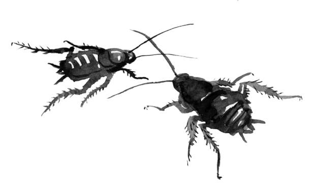 Cockroaches