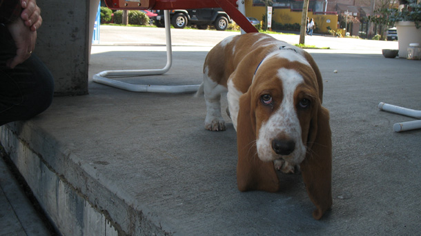 Basset Hound