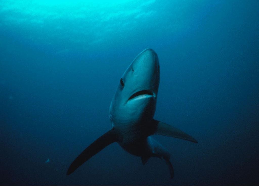 By Greg Skomal, National Marine Sanctuaries, NOAA (http://sanctuaries.noaa.gov/wallpaper/) Wikimedia Commons