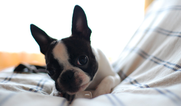 Boston Terrier