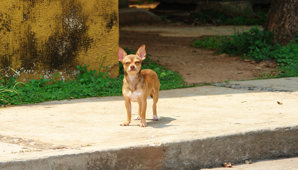 Chihuahua