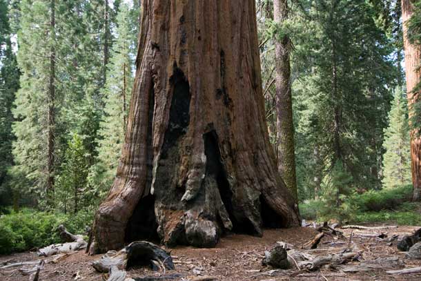 Giant-Sequoia