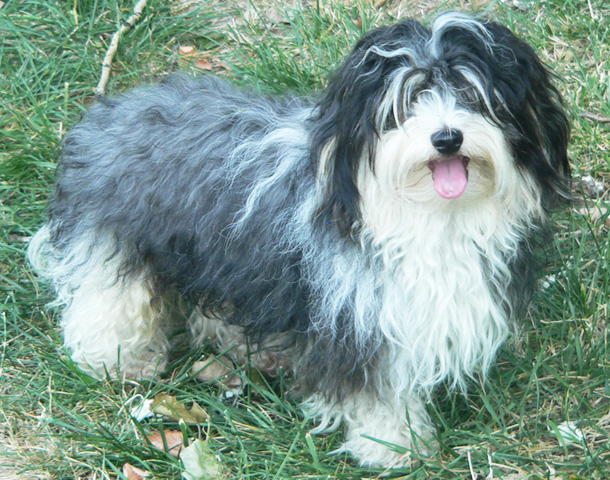 do havanese bark a lot apartment dogs 10 low maintenance dogs for apartment dwellers curiosity aroused do havanese bark a lot apartment dogs 10 low maintenance dogs for apartment dwellers curiosity aroused