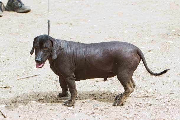 mexican hairless 10 dogs that don t shed much for with allergies curiosity aroused mexican hairless 10 dogs that don t shed much for with allergies curiosity aroused