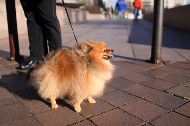 oldest living pomeranian 10 smallest breeds in the world curiosity aroused oldest living pomeranian 10 smallest breeds in the world curiosity aroused