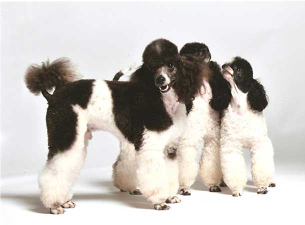 Poodles