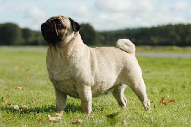 are pugs apartment dogs apartment dogs 10 low maintenance dogs for apartment dwellers curiosity aroused are pugs apartment dogs apartment dogs 10 low maintenance dogs for apartment dwellers curiosity aroused
