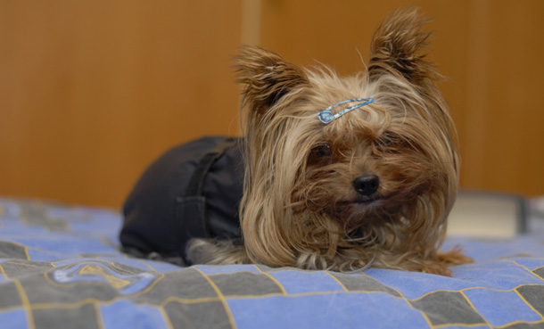 Yorkshire Terrier