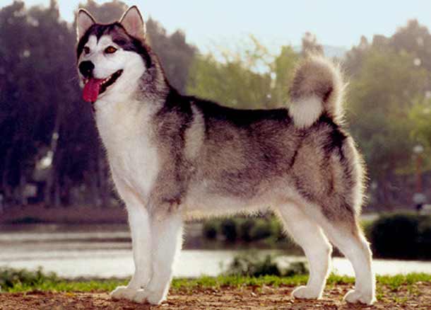 Malamute do Alasca