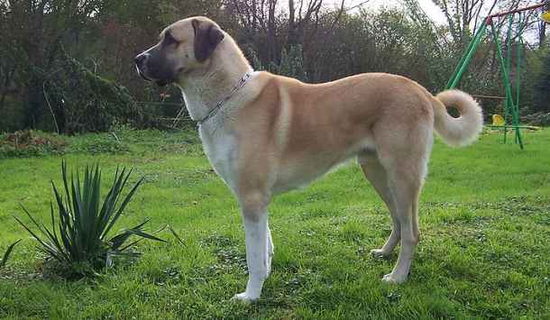 Anatolian Shepherd