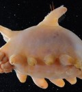 Antarctic Sea Pig