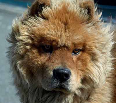 chow chow