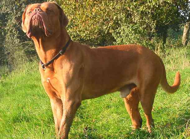 Dogue de Bordeaux 