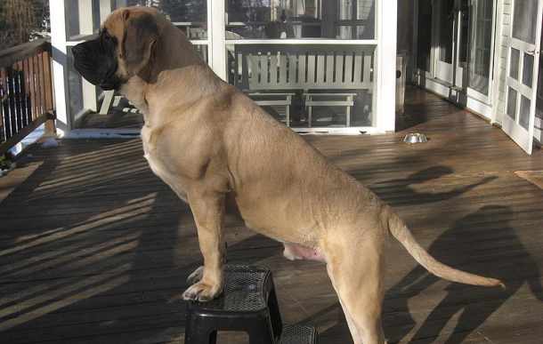 English mastiff