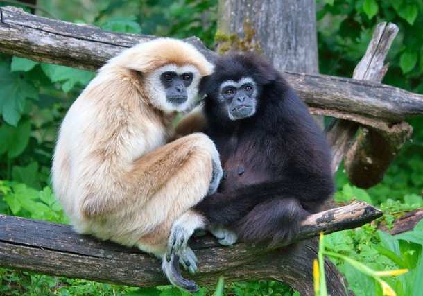 Gibbons