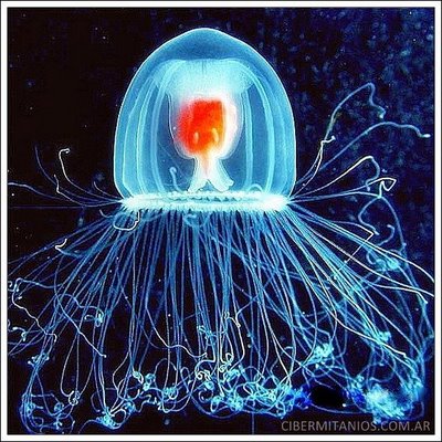 immortal jellyfish