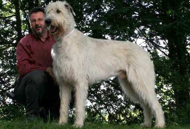 irish wolfhound