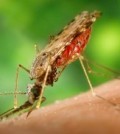mosquito-bite