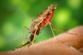 mosquito-bite