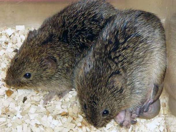 Prairie Voles