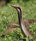 philippine cobra