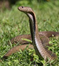 philippine cobra