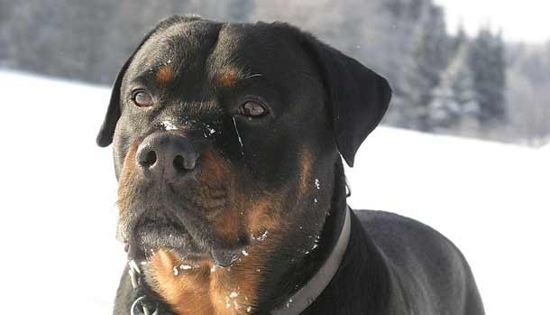 rottweiler