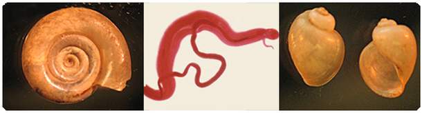Shistosomiasis worms