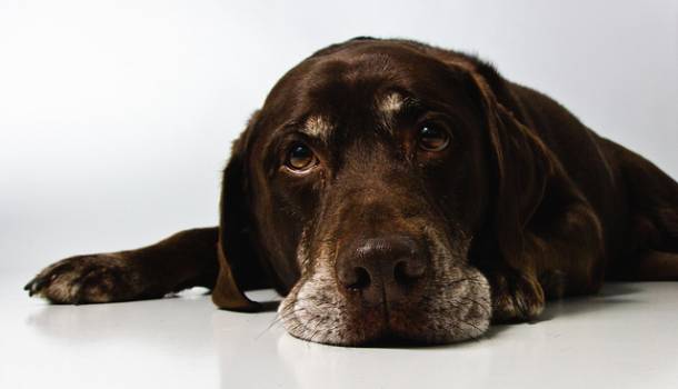 why chocolate is bad for dogs why is chocolate bad for dogs curiosity aroused why chocolate is bad for dogs why is chocolate bad for dogs curiosity aroused